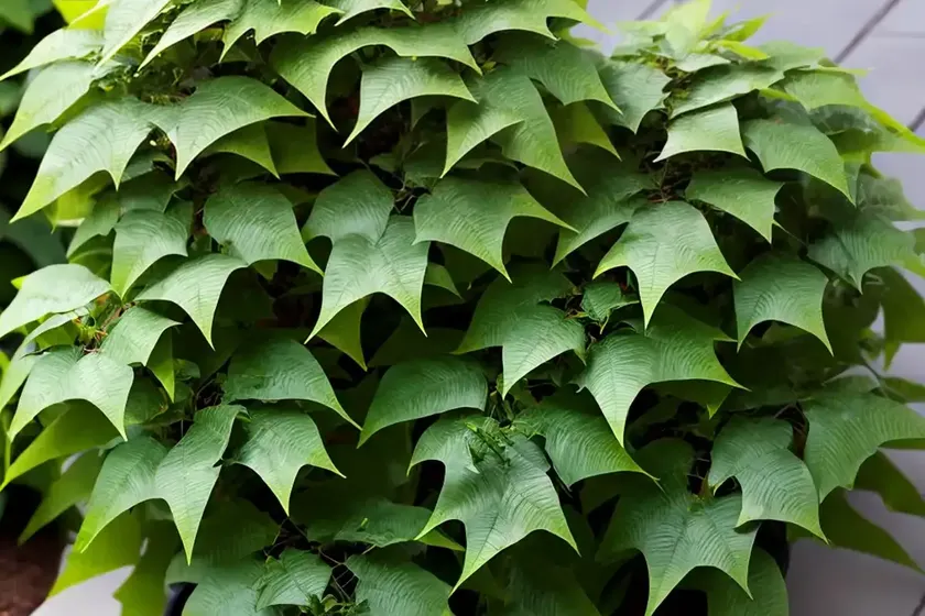 Mahonia bealei (leatherleaf mahonia)