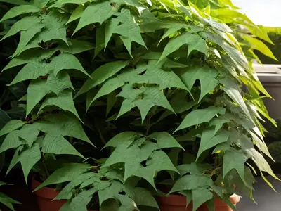 Mahonia Confusa (Mahonia Confusa)