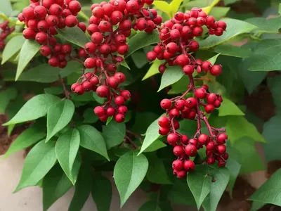 Mahonia Fremontii (Fremont Barberry)