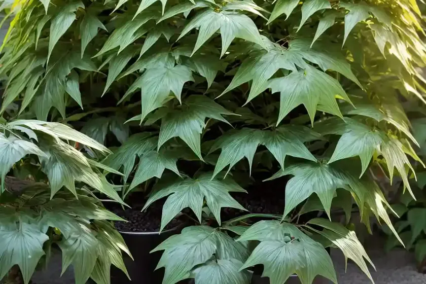 Mahonia japonica (japanese mahonia) — photo 3