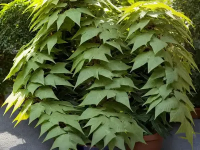 Mahonia Japonica (Japanese Mahonia)