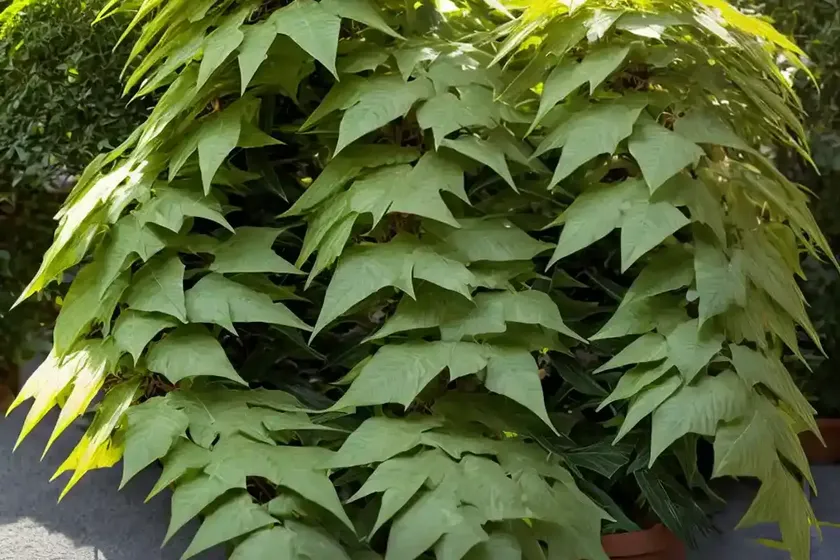 Mahonia japonica (japanese mahonia)