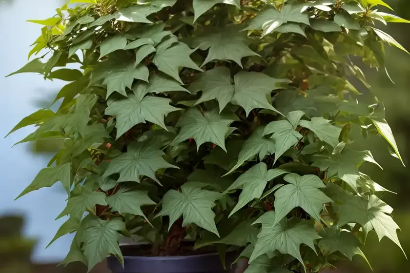 Mahonia (mahonia trifoliolata) — photo 2