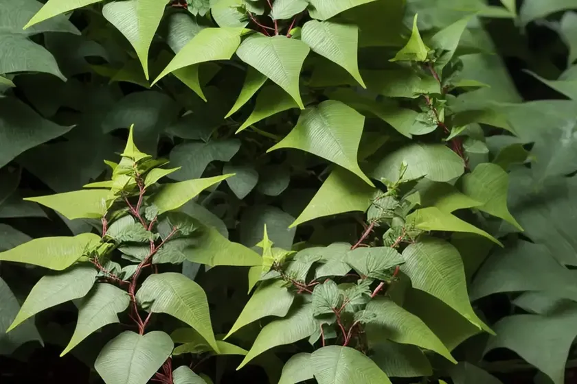 Mahonia (mahonia trifoliolata) — photo 3