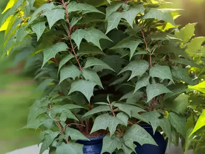 Mahonia (Mahonia Trifoliolata)