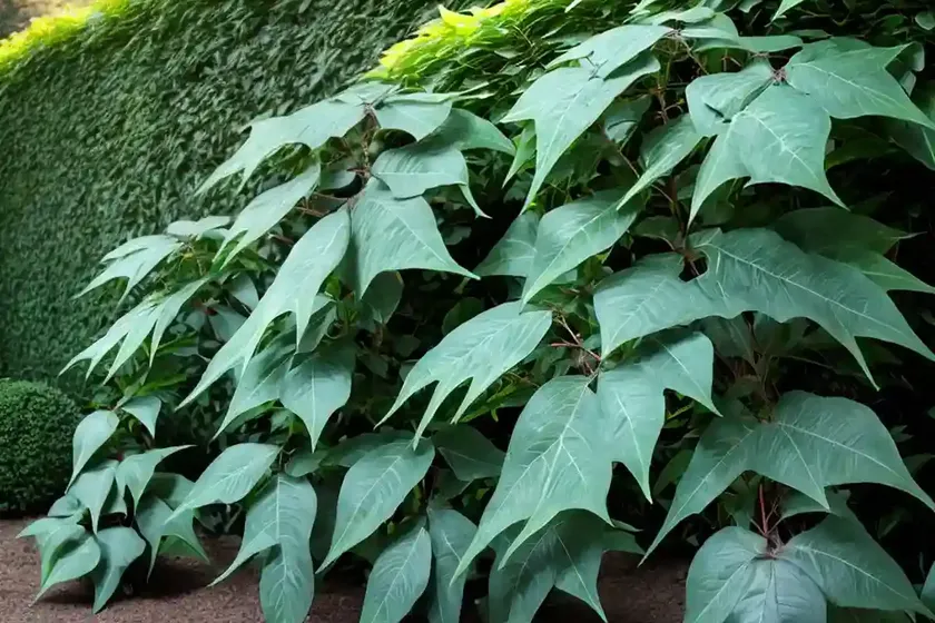 Mahonia nervosa (cascade mahonia) — photo 3