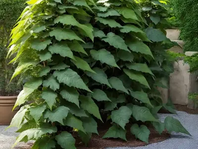 Mahonia Nervosa (Cascade Mahonia)