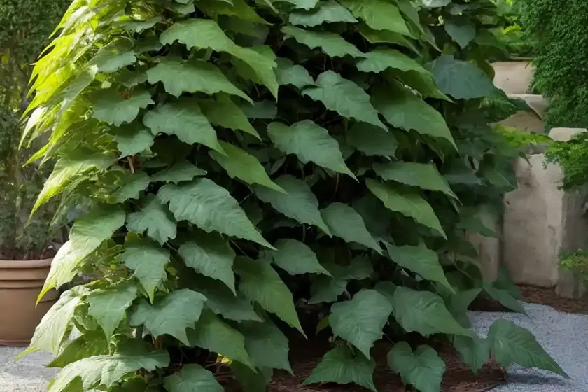 Mahonia nervosa (cascade mahonia)