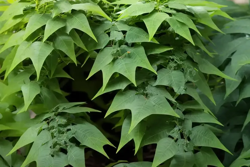 Mahonia repens (creeping mahonia) — photo 2