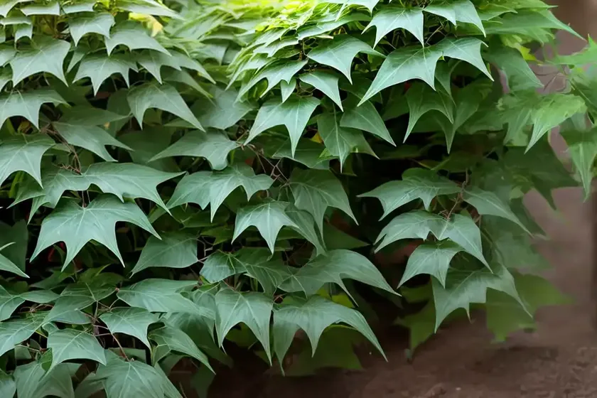 Mahonia repens (creeping mahonia)