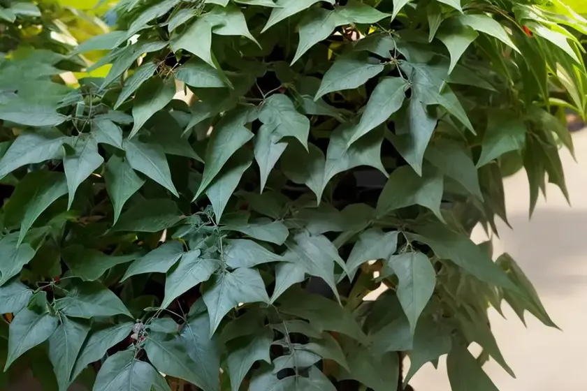 Mahonia Trifoliolata (Agarita) — photo 2