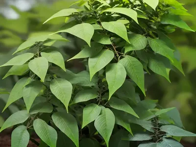 Mahonia Trifoliolata (Agarita)