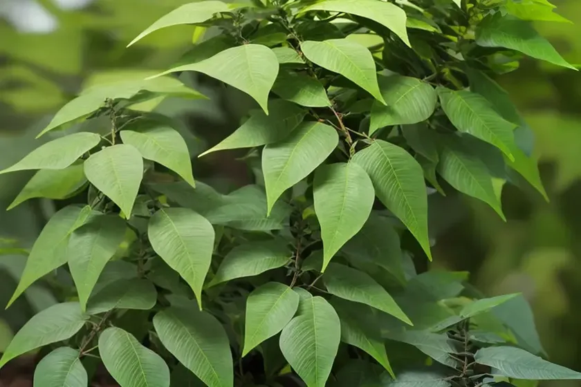 Mahonia Trifoliolata (Agarita)