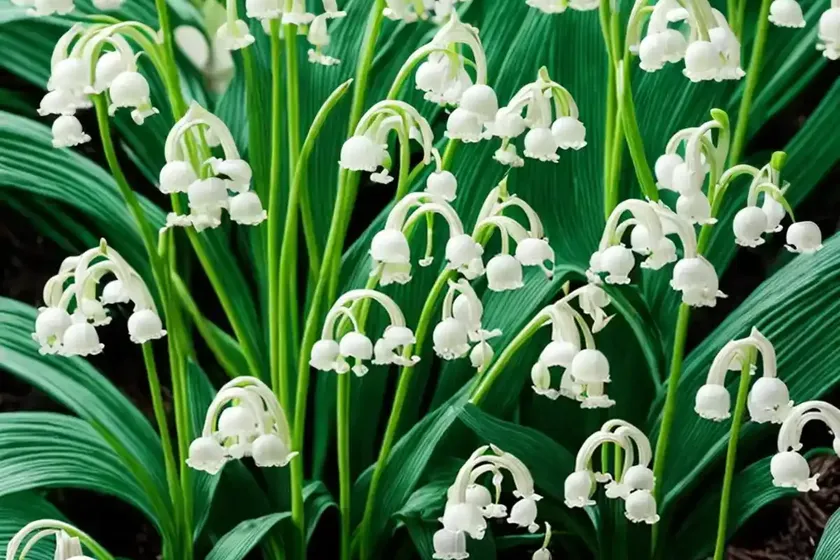 Maianthemum bifolium (false lily of the valley) — photo 3