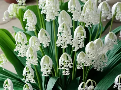 Maianthemum Bifolium (False Lily Of The Valley)