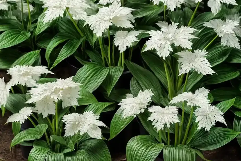 Maianthemum canadense (canada mayflower) — photo 3