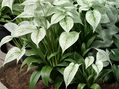 Maianthemum Canadense (Canada Mayflower)