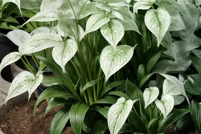 Maianthemum canadense (canada mayflower)