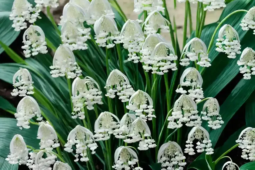 Maianthemum dilatatum (false lily of the valley) — photo 2