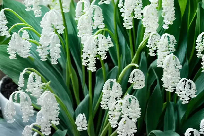 Maianthemum dilatatum (false lily of the valley) — photo 3