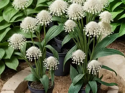 Maianthemum Racemosum (False Spikenard)
