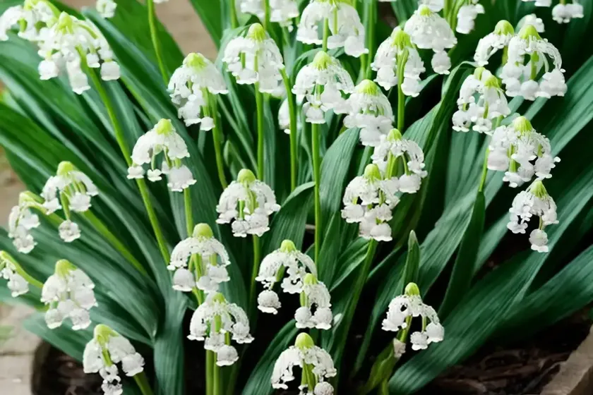 Maianthemum stellatum (starry false lily of the valley) — photo 2