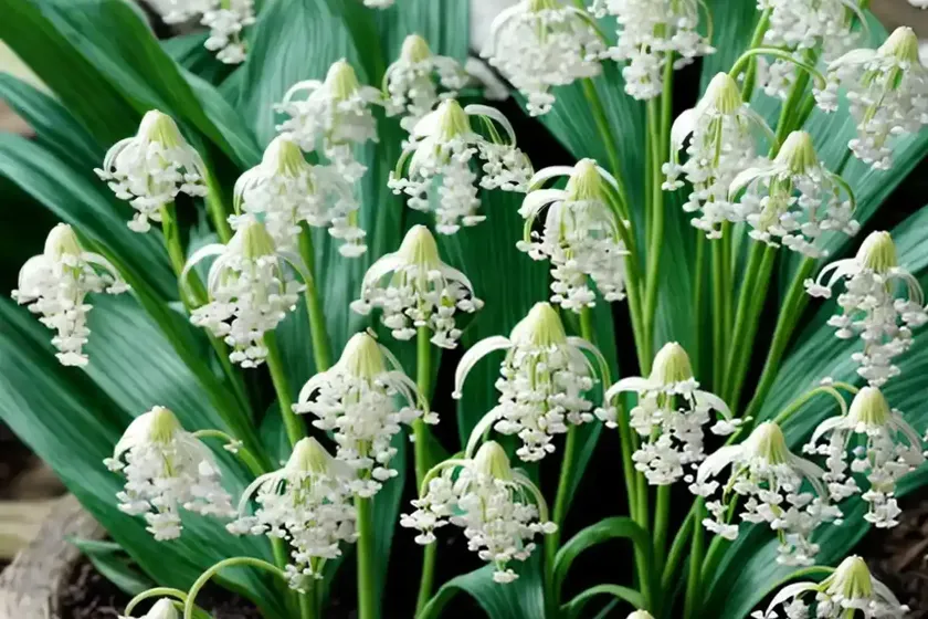 Maianthemum stellatum (starry false lily of the valley) — photo 3