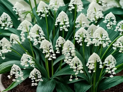 Maianthemum Stellatum (Starry False Lily Of The Valley)