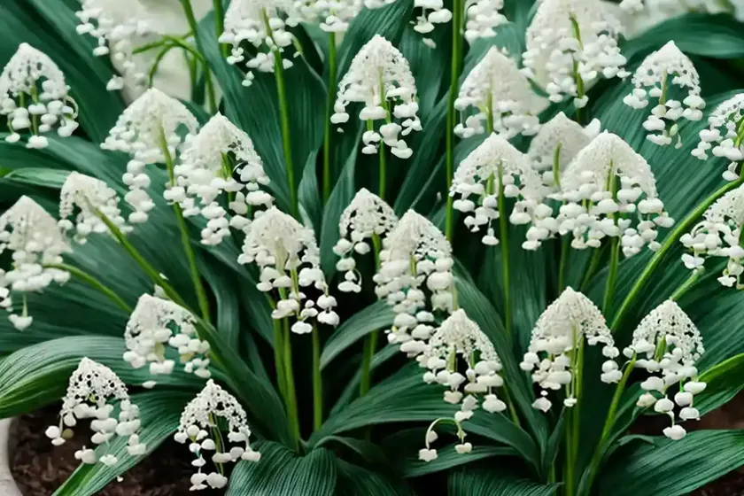 Maianthemum stellatum (starry false lily of the valley)