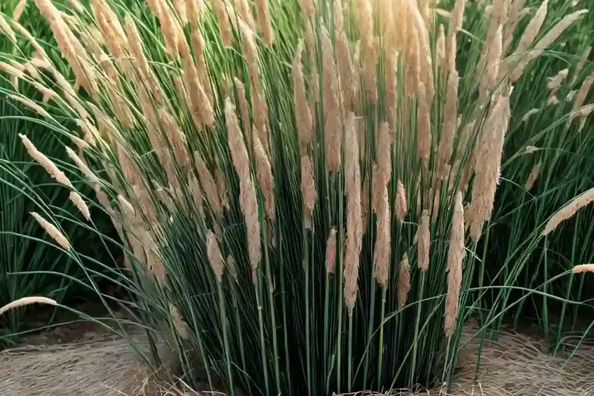 Maiden grass (miscanthus sinensis) — photo 2