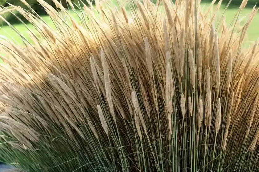 Maiden grass (miscanthus sinensis) — photo 3