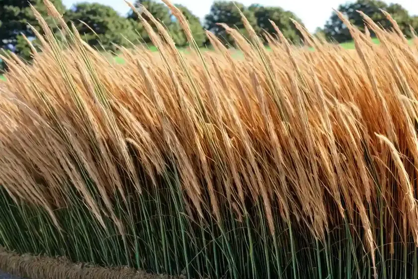 Maiden grass (miscanthus sinensis)