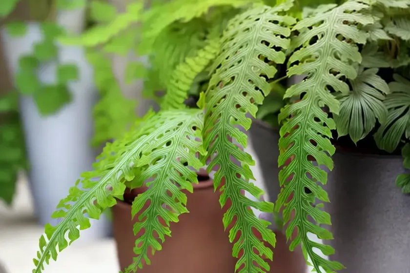 Maiden hair fern (adiantum) — photo 2