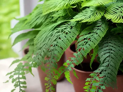 Maiden Hair Fern (Adiantum)
