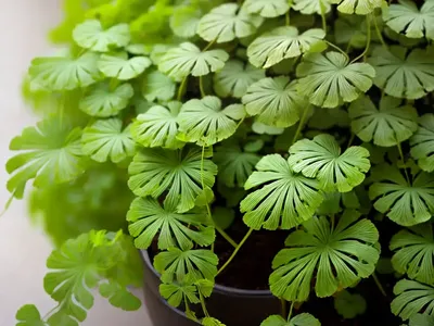Maidenhair Fern (Adiantum Raddianum)