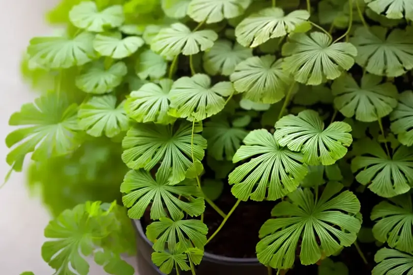 Maidenhair fern (adiantum raddianum)