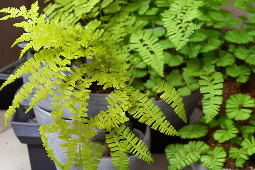 Maidenhair spleenwort (asplenium trichomanes) — photo 3