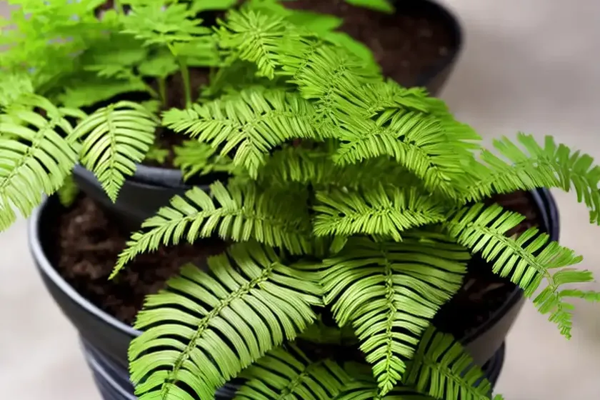 Maidenhair spleenwort (asplenium trichomanes) — photo 3
