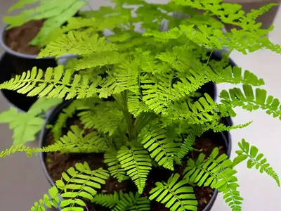 Maidenhair Spleenwort (Asplenium Trichomanes)