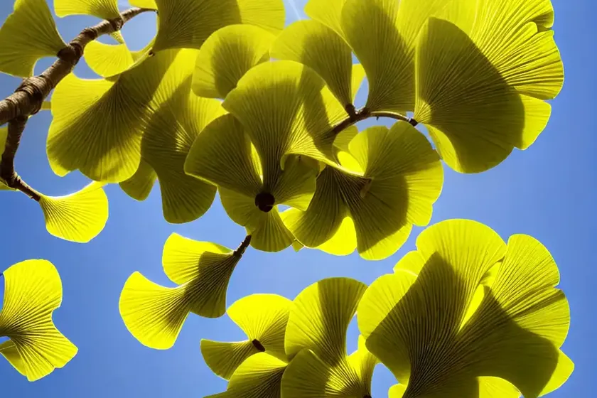 Maidenhair tree (gingko bilboa) — photo 2