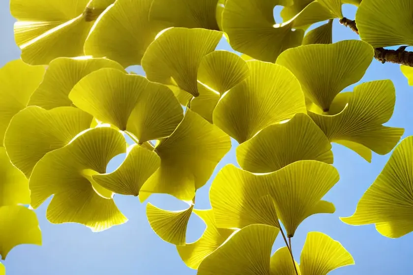Maidenhair tree (gingko bilboa) — photo 3