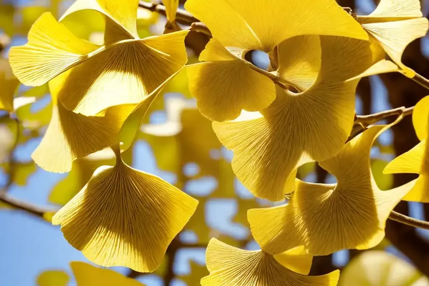 Maidenhair tree (ginkgo biloba ‘autumn gold’) — photo 2
