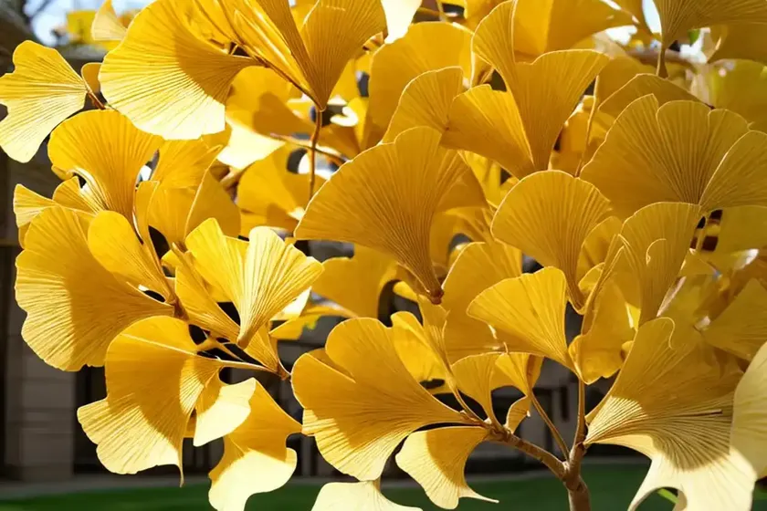 Maidenhair tree (ginkgo biloba ‘autumn gold’) — photo 3