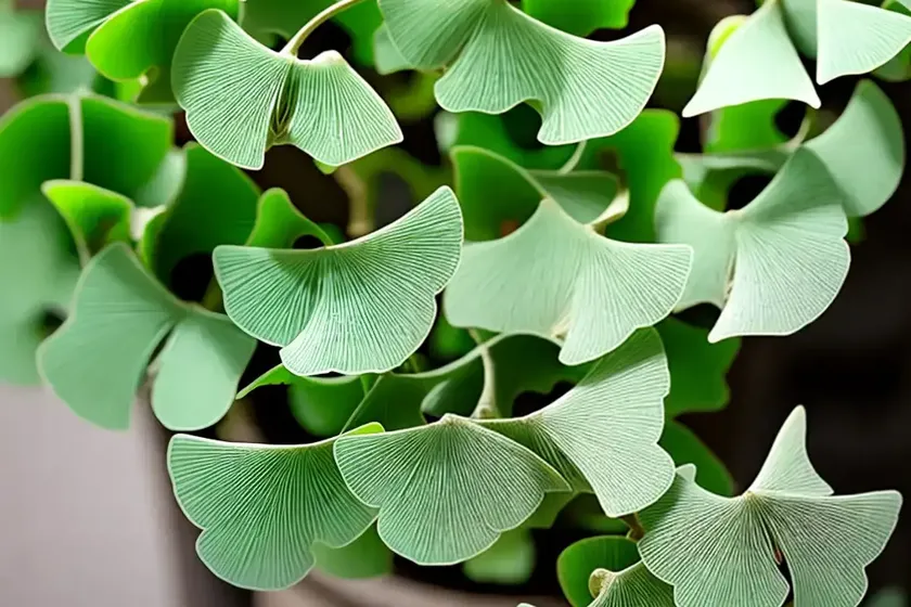 Maidenhair tree (ginkgo biloba ‘jade butterflies’) — photo 3