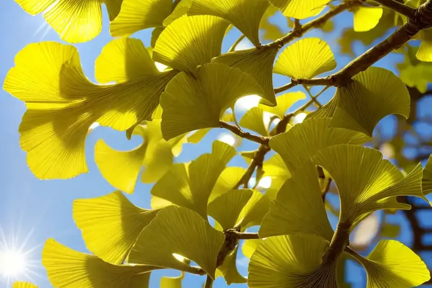 Maidenhair tree (ginkgo biloba ‘magyar’) — photo 2