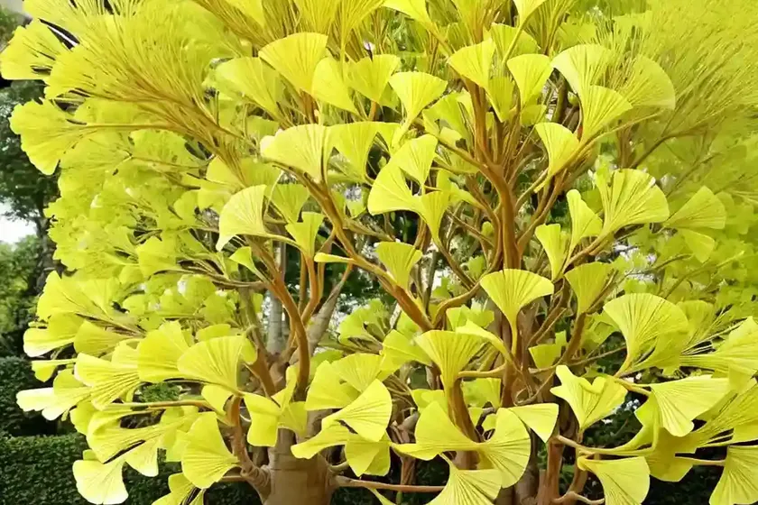Maidenhair tree (ginkgo biloba ‘magyar’) — photo 3