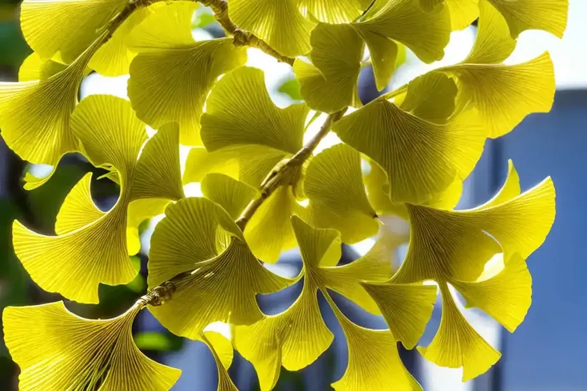 Maidenhair tree (ginkgo biloba ‘praga’) — photo 2