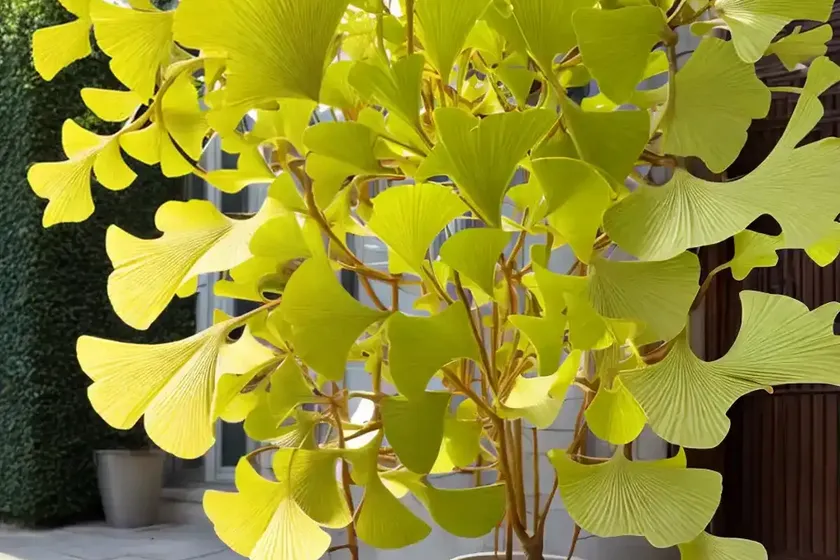 Maidenhair tree (ginkgo biloba ‘praga’) — photo 3