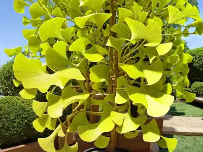 Maidenhair Tree (Ginkgo Biloba ‘Praga’)