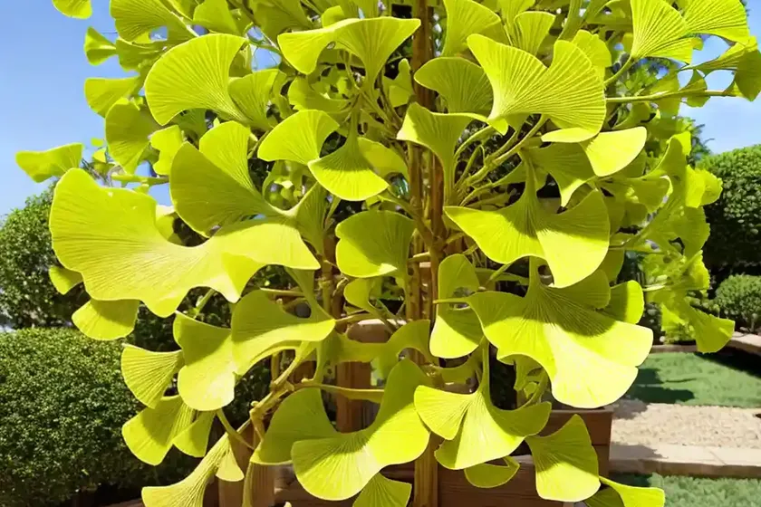 Maidenhair tree (ginkgo biloba ‘praga’)